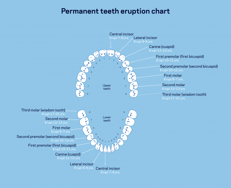 permanent-teeth-scheme-01-768x624.png